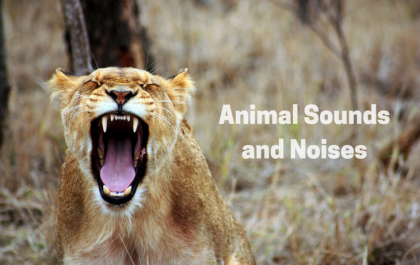 Animal Sounds and Noises Apps